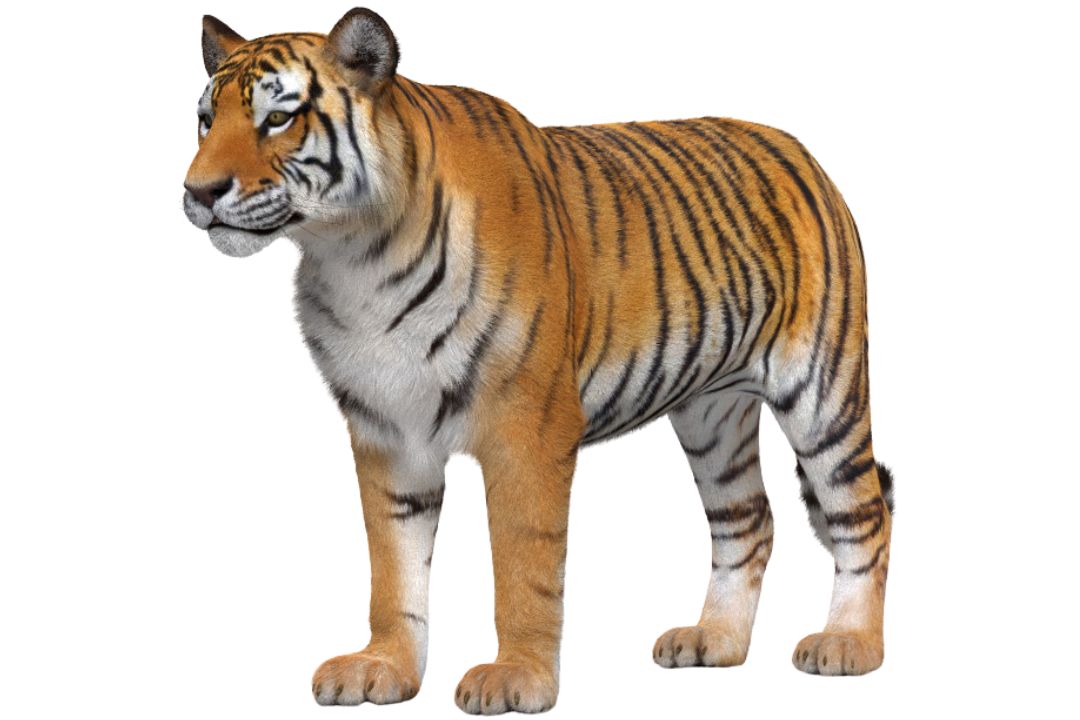 3D models